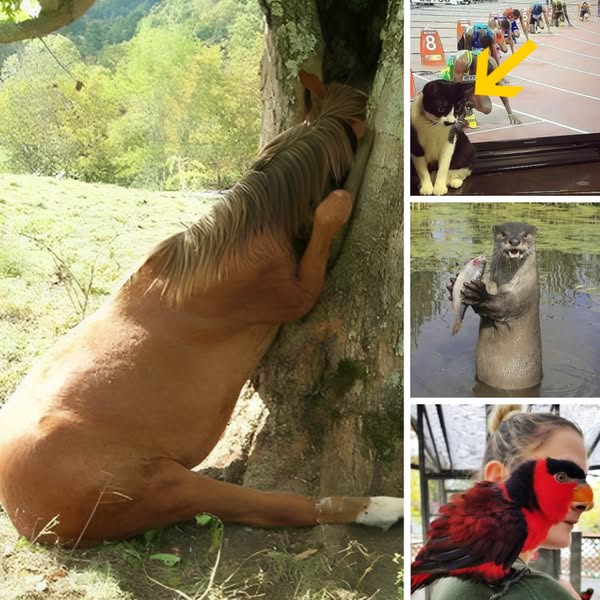 45+ grappige gedragingen van dieren waar we alleen maar om kunnen lachen